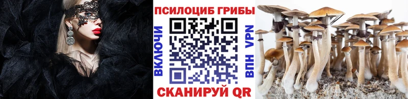 hydra как войти  купить наркотик  Чкаловск  Галлюциногенные грибы Psilocybe 